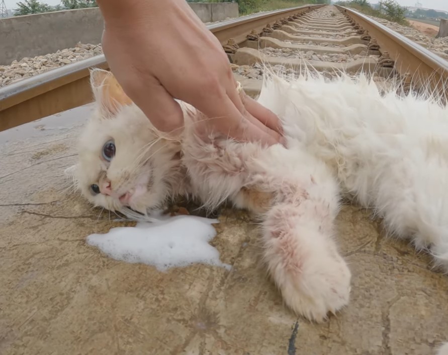 The poor cat was in critical condition when he was stuck on the tracks and could barely breathe, looking so pitiful.