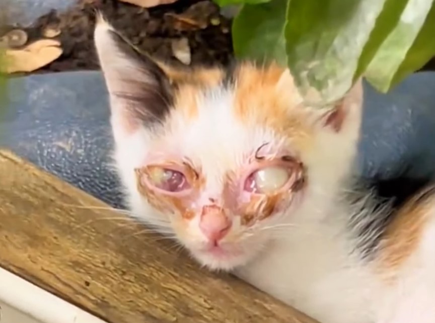 The Blind Kitten with Pus-filled Eyes, Abandoned by Its Owner, Struggles to Survive, Collapsing on the Street in Extreme Loneliness and Pain