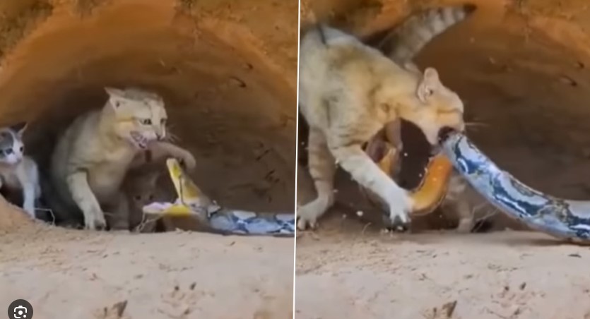A poisonous snake invades the cat’s nest, the mother cat fights against the poisonous snake, vowing to protect her kittens to the death, a shocking and touching scene.