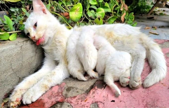 Mother’s Devotion: Despite Exhaustion, She Safeguards the Last Drops of Milk for Her Kittens ‎