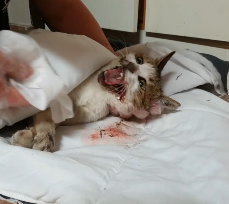 Please rescue the kitten who was living his last moments of life crying in pain, luckily he was saved!
