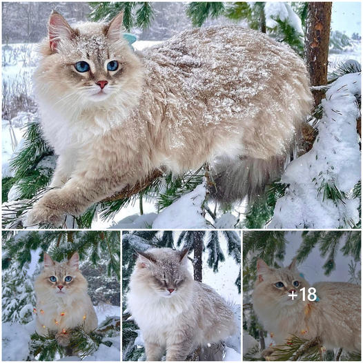 Captivating the adorable moments of the siberian cat in the snow that melting the hearts of millions