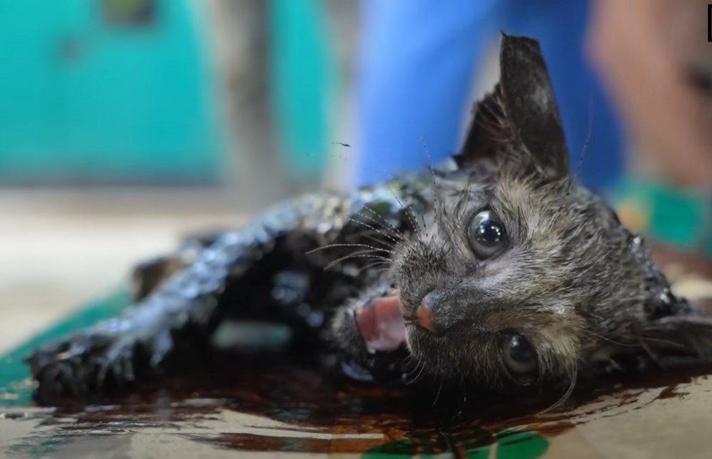 Please let a miracle appear to save the kitten stuck in the tar, he fell down, in pain, alone in despair, looking so pitiful.