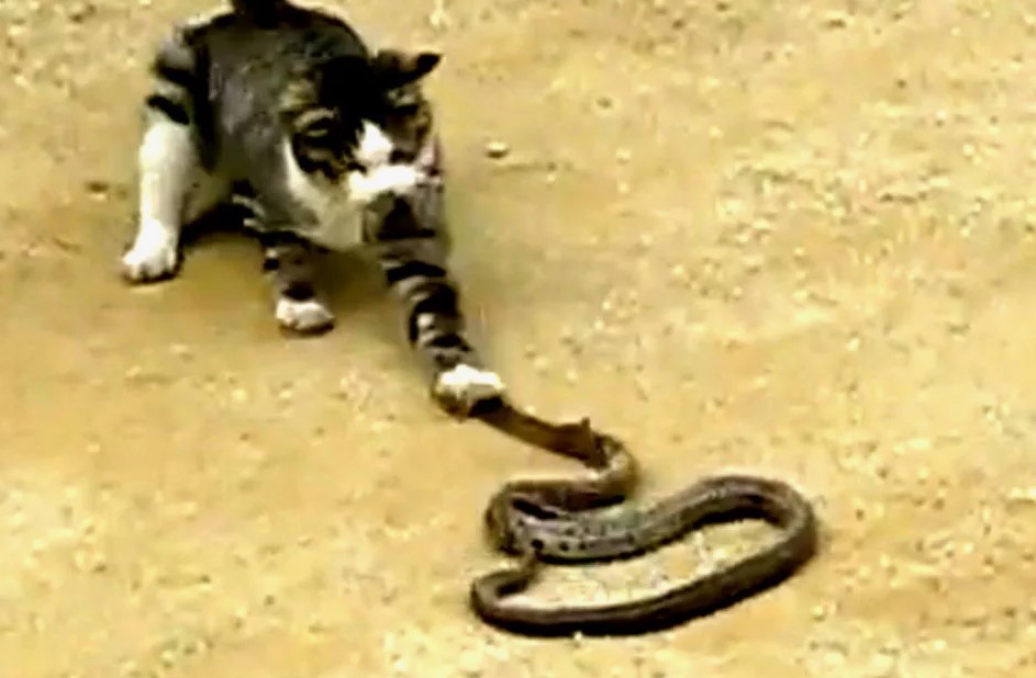 The ultimate sacrifice: A pregnant cat’s heroic fight against a poisonous snake, risking her own life to ensure her owner’s safety.