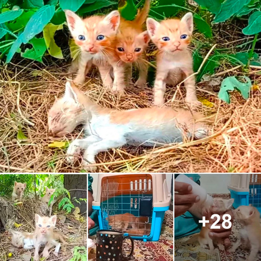 Homeless Kittens Worried for Unwell Sibling, Facing Hardship and Seeking Hope