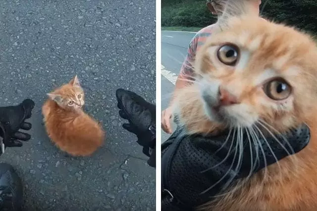 Tiny Ginger Kitten Saved From Busy Road By Kind-Hearted Motorcyclist