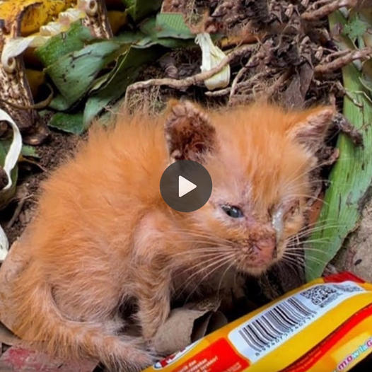 Kindly lend a hand, my heart skipped a beat at the sight of a forlorn kitten, abandoned on an isolated road, hungry, helpless, and with eyes oozing pus.