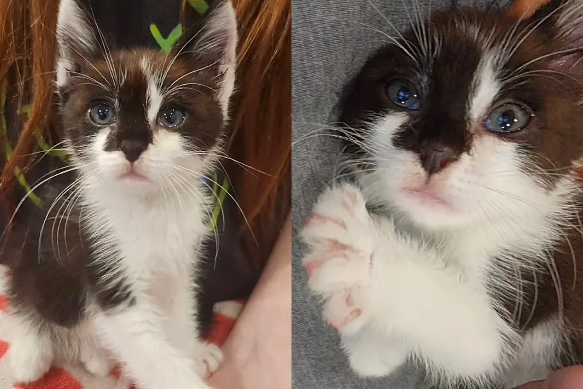 Meet Owen: an adorable kitten with sparkling eyes pleading for everyone who comes to the shelter to bring him home