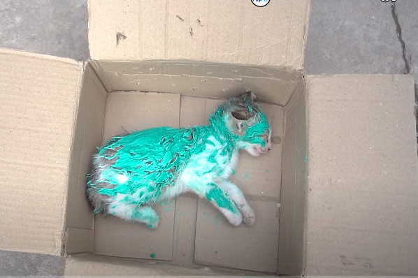 Rescuing a blue-painted cat abandoned in a cardboard box, crying in pain without any support.