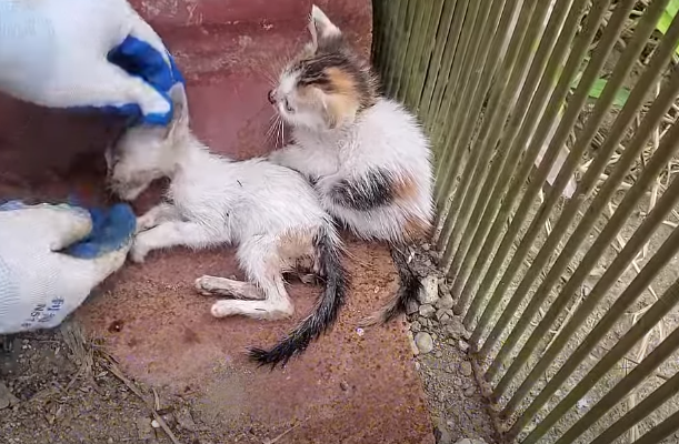 The kitten sat crying next to the kitten who was about to stop breathing, luckily he was saved!.