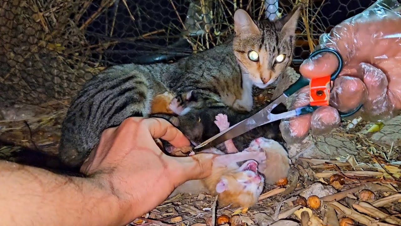 Mother Cat’s Call for Assistance Amidst Uncertainty as Tiny Kittens Cry for a Lifeline.