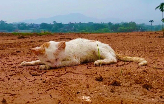 The poor cat lies unconscious on the red ground after being abandoned by its owner in extreme hunger.