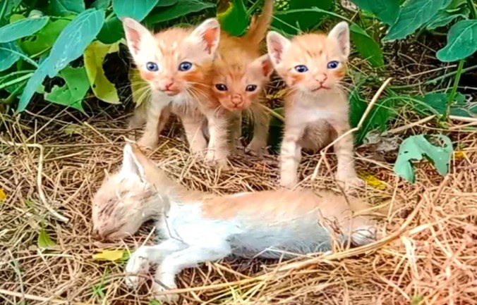 The homeless kittens are worried because their brother shows no signs of survival!.
