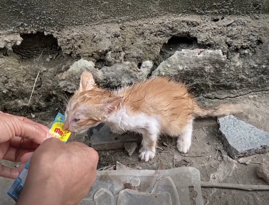 A lost kitten desperately asked passersby for help but no one paid attention!.