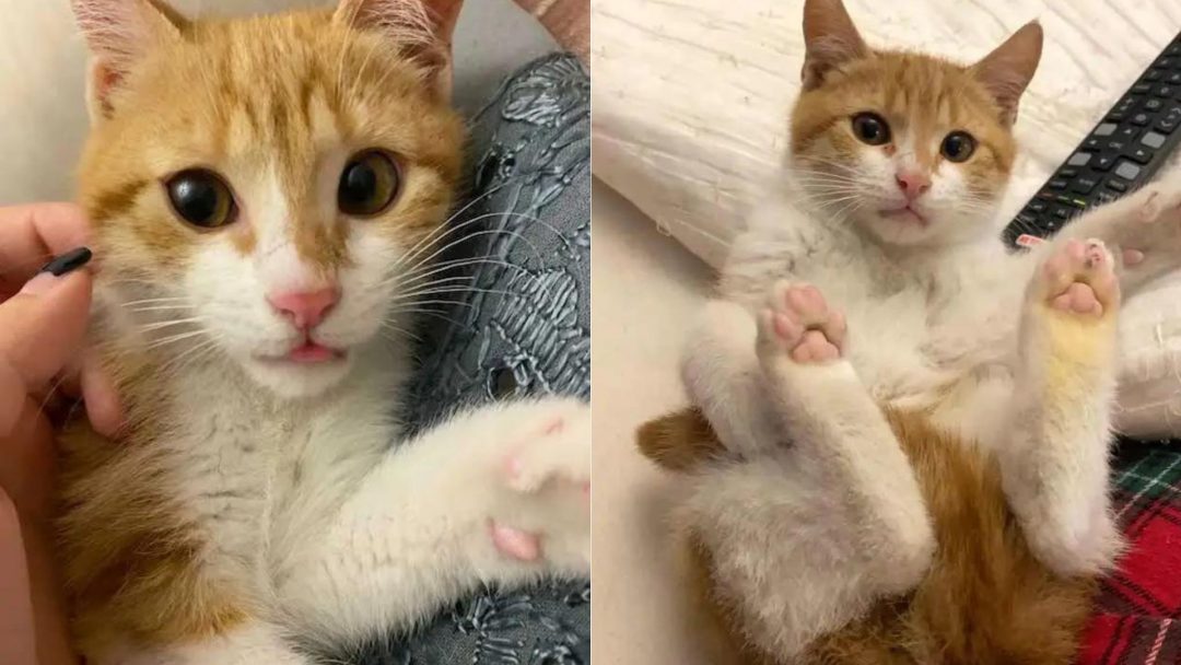 Cat Saved From The Bridge Turns Into The Sweetest Cuddle-Bug