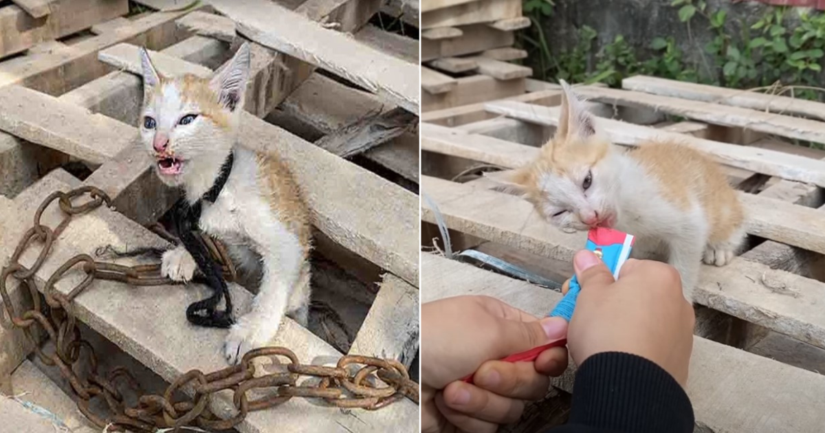 The kitten was chained and abandoned, crying for help in pain, a miracle happened to it.