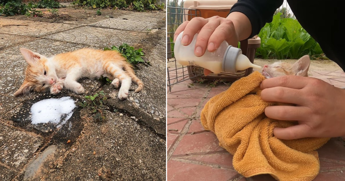 The story of saving kittens from food poisoning, love and care erases the scars of hunger and abandonment.