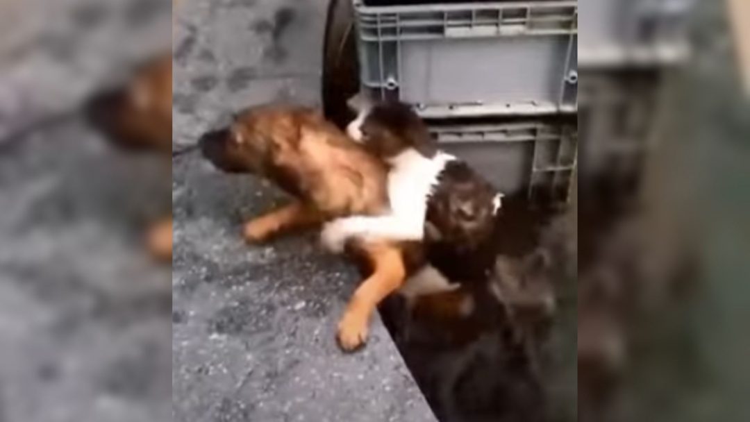 Hero Pup Risks Everything To Rescue A Helpless Cat Drowning In The Water