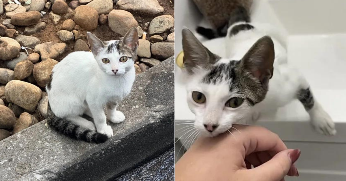 Shy Kitten Found Sitting at McDonald’s Drive-thru, Once Inside, Her Demeanor Completely Changes