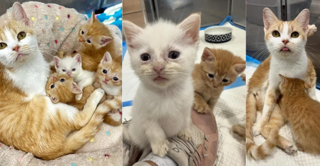 Person Returned to Get Cat and Kittens Out of Shelter After a Month, Giving Them Chance at Better Life