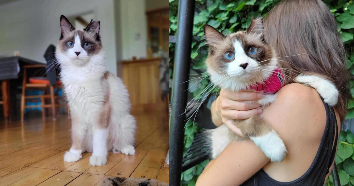 Kitten Starts to Trust with the Help of Another Cat After Months of Being Outside and Weeks of Hiding