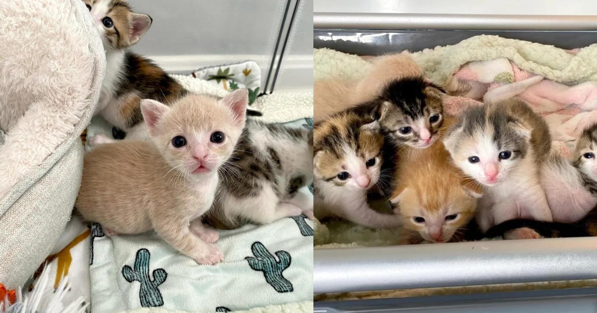 Seven Tiny Kittens Pulled Out of Animal Shelter and into New Chapter Full of Joy and Adventures