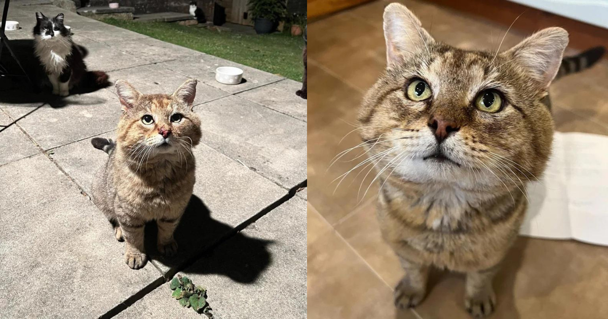 Big Tom Cat Comes to a House for Food One Day, Changing the Course of His Life