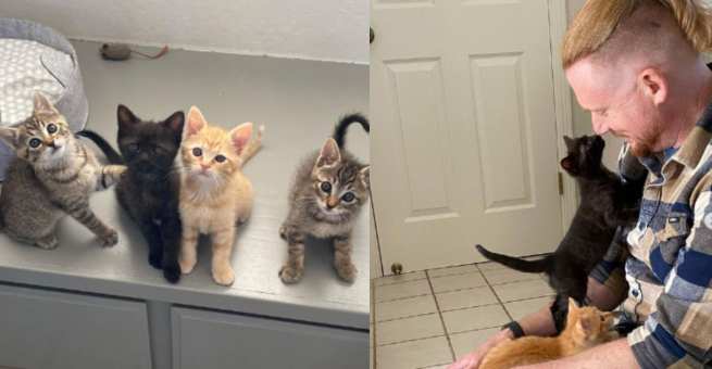 Compassionate Duo Who Devoted Their Lives To Rescuing Stray Cats Once Again Help Kitten In Need