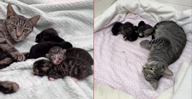 Cat Discovered in a Crate Outside with Handwritten Note, Days Later She Brings Kittens into the World