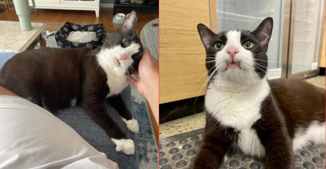 Cat Carries Toothy Grin Everywhere, She Knows Someday She’ll Find Home Despite Being Returned Twice