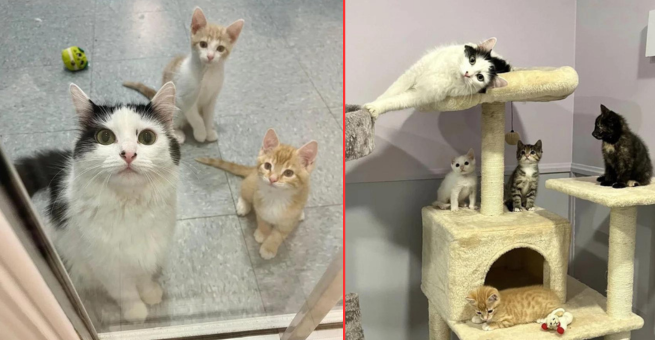 Cat Waits 99 Days to Get Her Wish While Caring for Her Own Kittens and Helping Nine Others