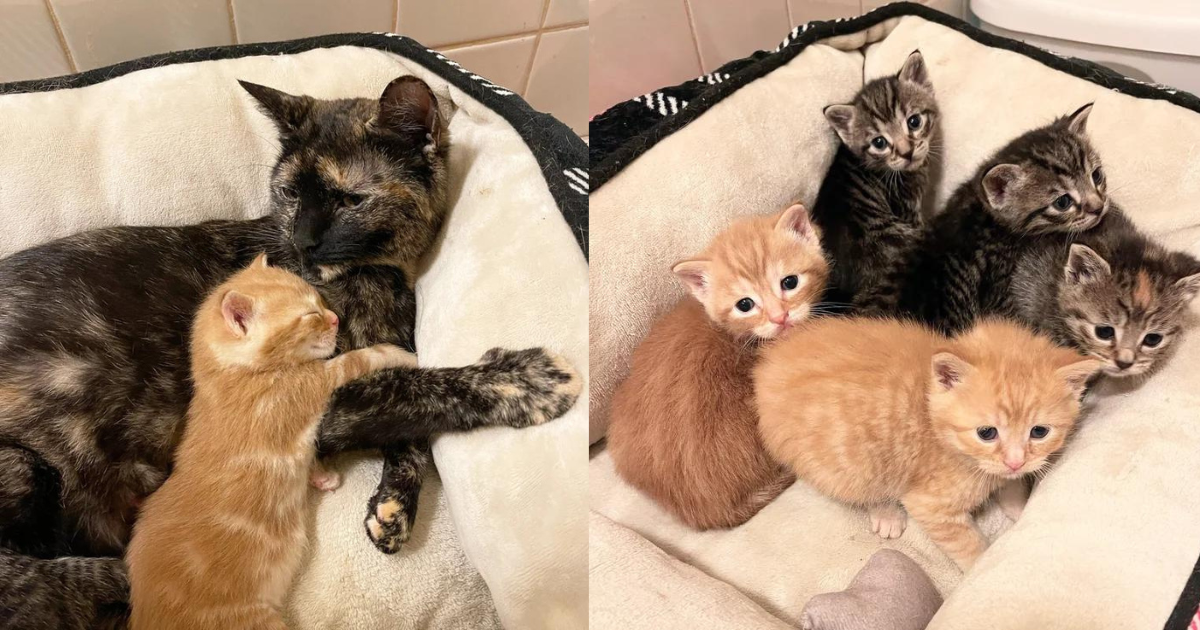 Cat Tends to Many Kittens, Including Orphans from a Yard, While Awaiting Her Happily Ever After