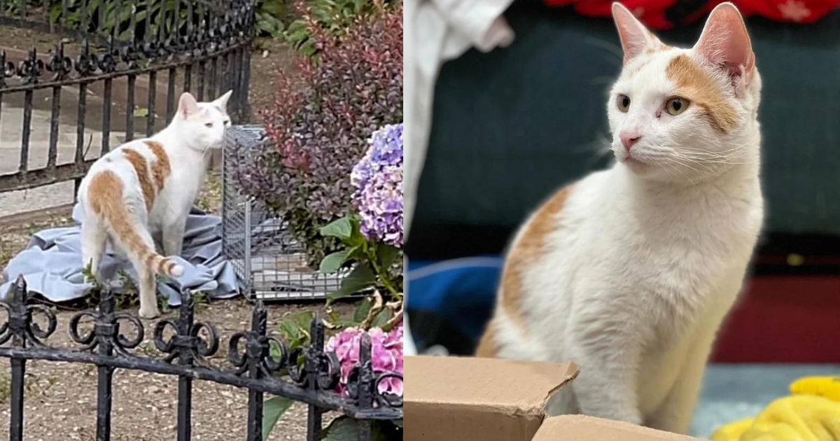 Cat Sits Outside, Trying to Get Inside a Building for Weeks Until a Couple Steps in to Help