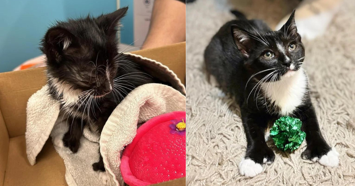 After Roaming Outdoors Blind, Kitten Can See Again with the Help of Compassionate People and Resident Cat