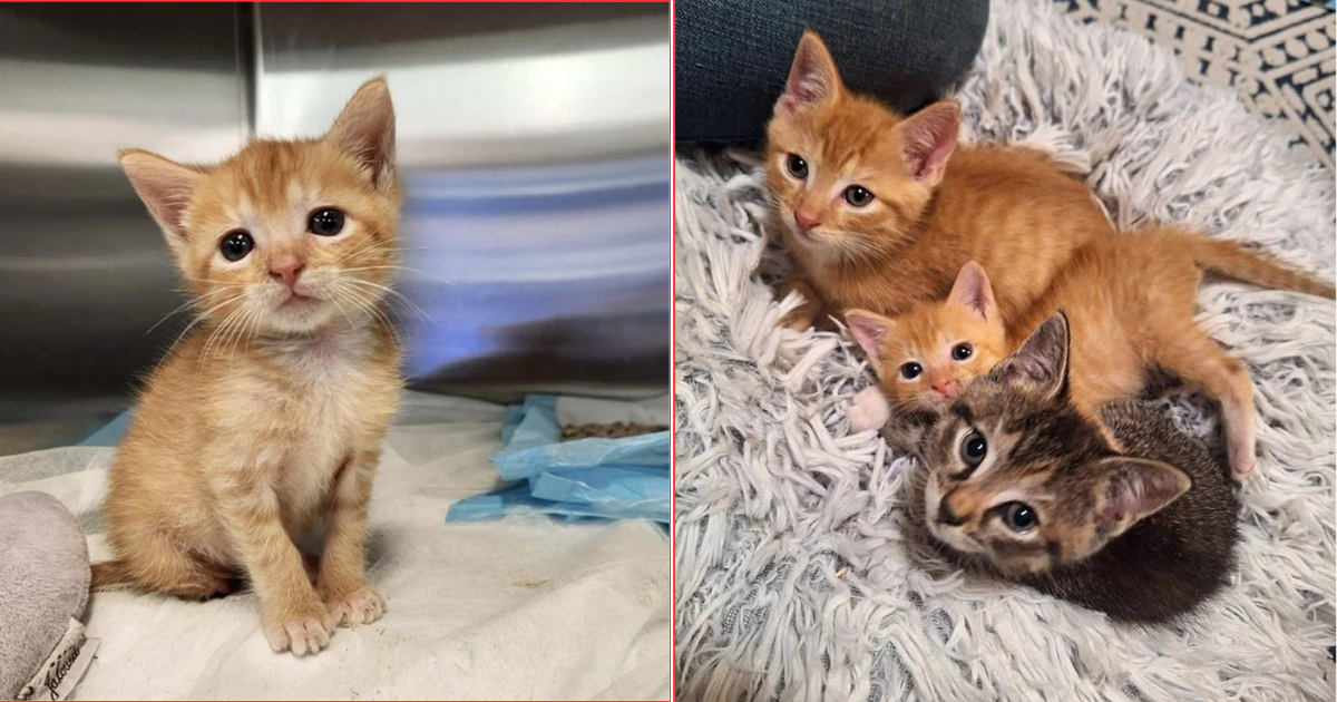 Couple Helps Kitten Missing a Limb and Becomes Attached to Him and His ‘Greatest Protector’