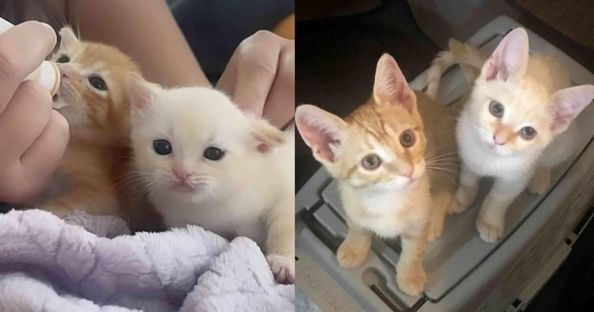 Two Tiny Kittens Abandoned In A Box Face A Tough Start At Only Three Weeks Old