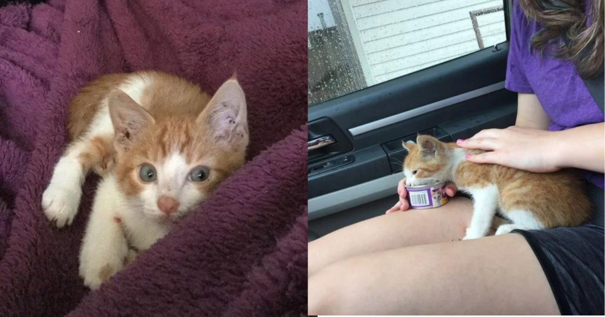 Helpless Kitten Found Under A Shed Gets Rescued And Pays It Back In The Most Heartwarming Way