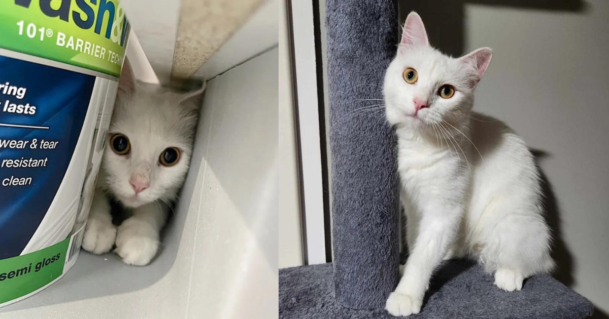 Cat Shows Up at a House Looking for Food, They Realize She’s Deaf with a Heart of Gold