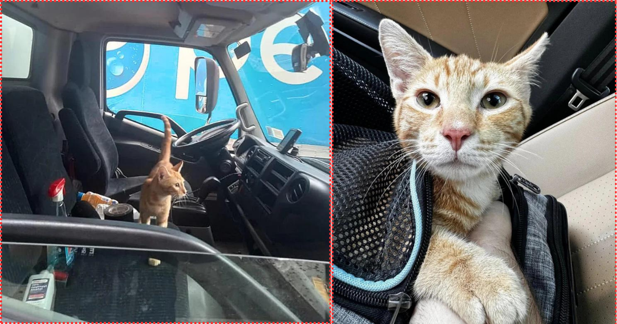 Young Cat Hopped into a Truck to ‘Rescue Himself,’ Turns Out He Picked the Perfect Place to do so