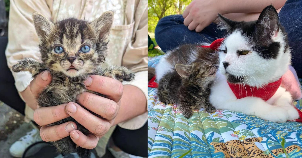 Kitten Born Outside and Facing the Odds Has So Much Fight in Him and Deep Love for Other Cats