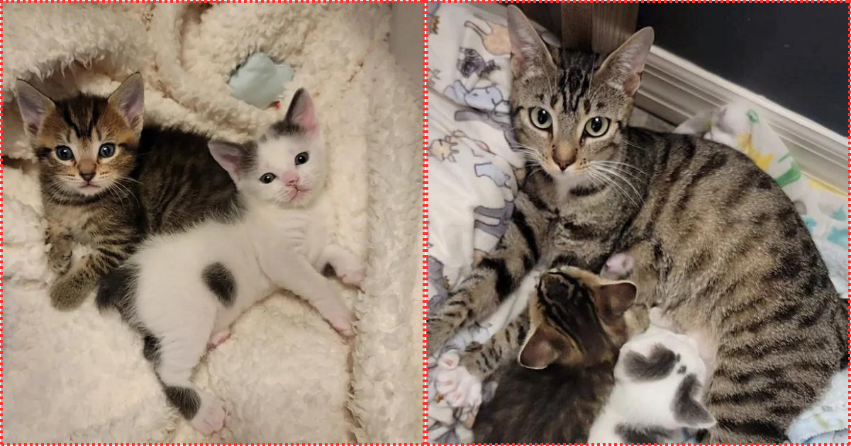 Cat Never Knew Life Indoors Until Kind People Let Her in and Saved Her Kittens, Changing Course of Her Life