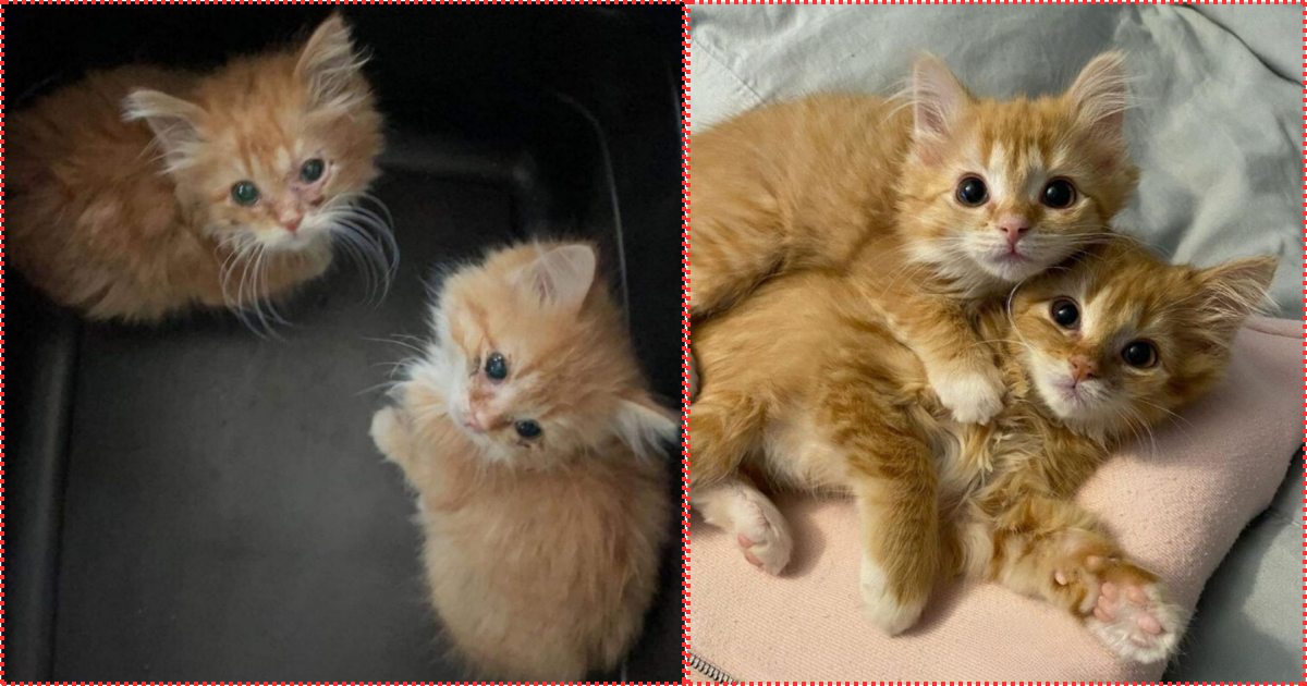 Twin Kittens Escaped An Overcrowded Shelter And Transformed Into Beautiful Ginger Fluffballs