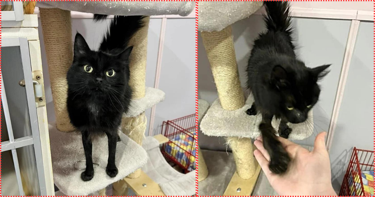 Cat with ‘Tight Pants’ Tries to Charm Every Person at Animal Shelter by Holding Their Hand