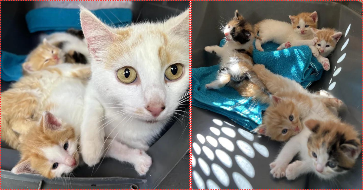 Cat Leads Kind Person to a Tub of Kittens She’s Looked After, She’s So Happy to Finally Have Help