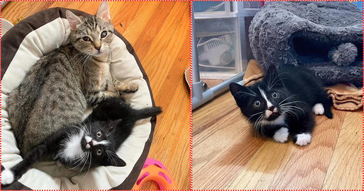 Cat Keeps Jumping into the Playpen of Another Rescued Kitten So They Can Be Together