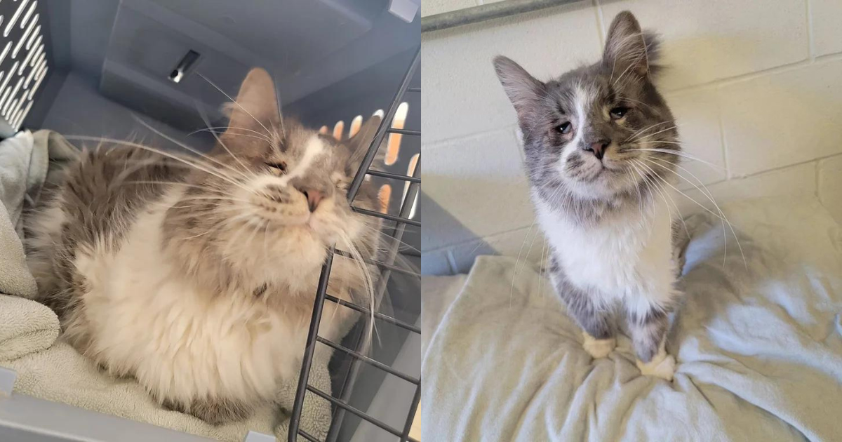 Cat Tried to Get People to Notice Him with His Charming Face for Two Years, Finally Had His Dream Realized