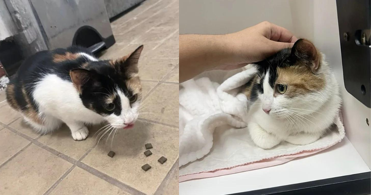 Cat Emerges from a Hole in a Wall and into the Hearts of People who Open Their Home to Her