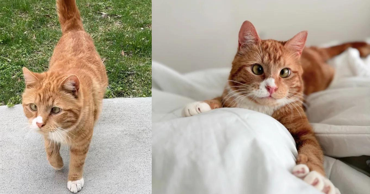 Stray Cat Finds Hope Again Because of a Young Neighbor, Now He Can’t Get Enough Love