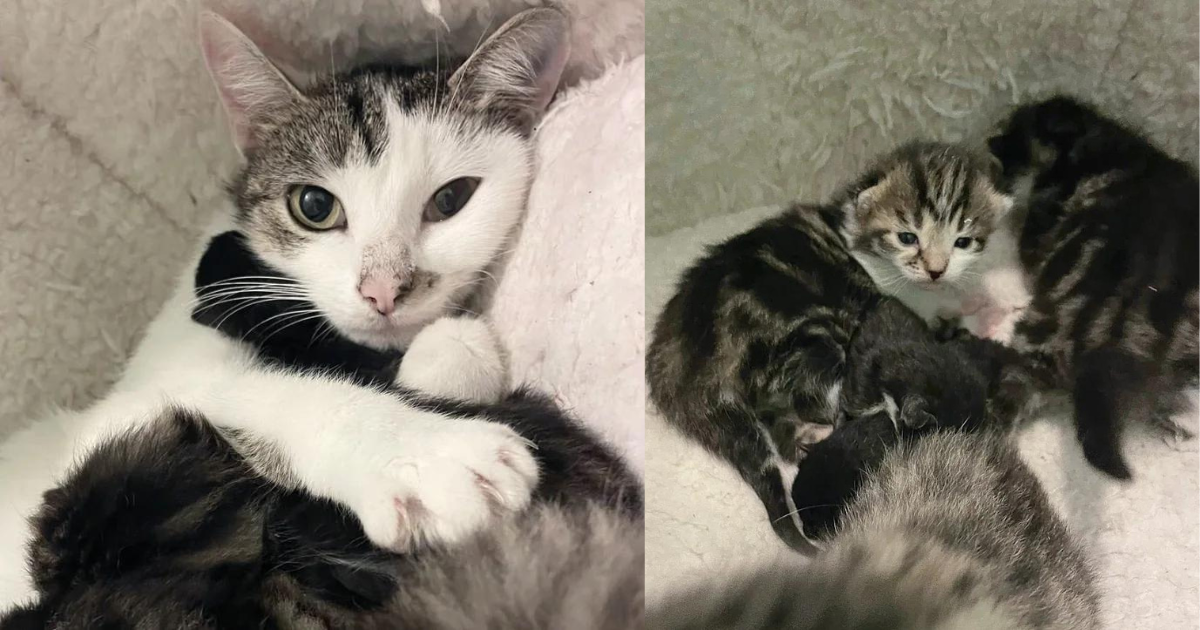 Stray Cat Found a Safe Place and Had Kittens the Next Day, She Went on to Accept Others Who Needed a Mother