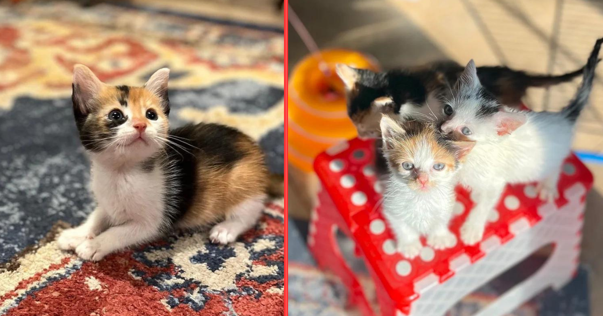 Family Saw Kittens Inside that Didn’t Belong To Them, Discovered They’d Been Brought in Through Pet Entrance